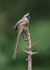 Speckled Mousebird